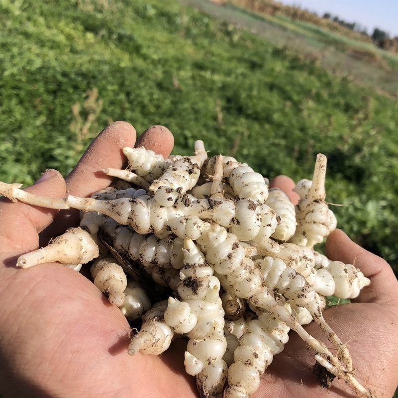 新鲜地环螺丝菜宝塔菜泡菜甘露子草石蚕地牯牛现挖现宝塔菜新
