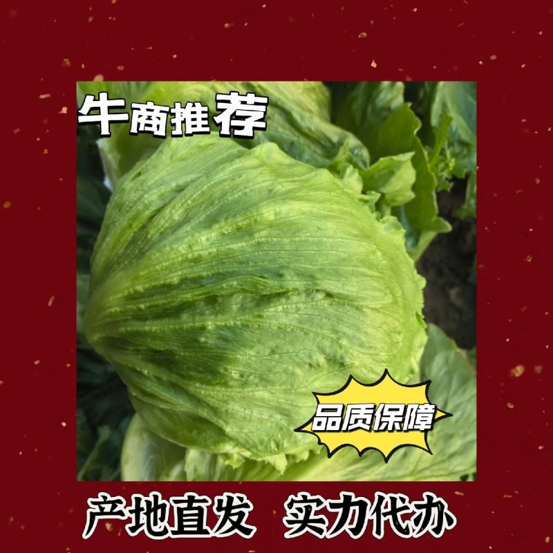 精品球生菜基地直供全国，实力代办一条龙服务，精品不断货
