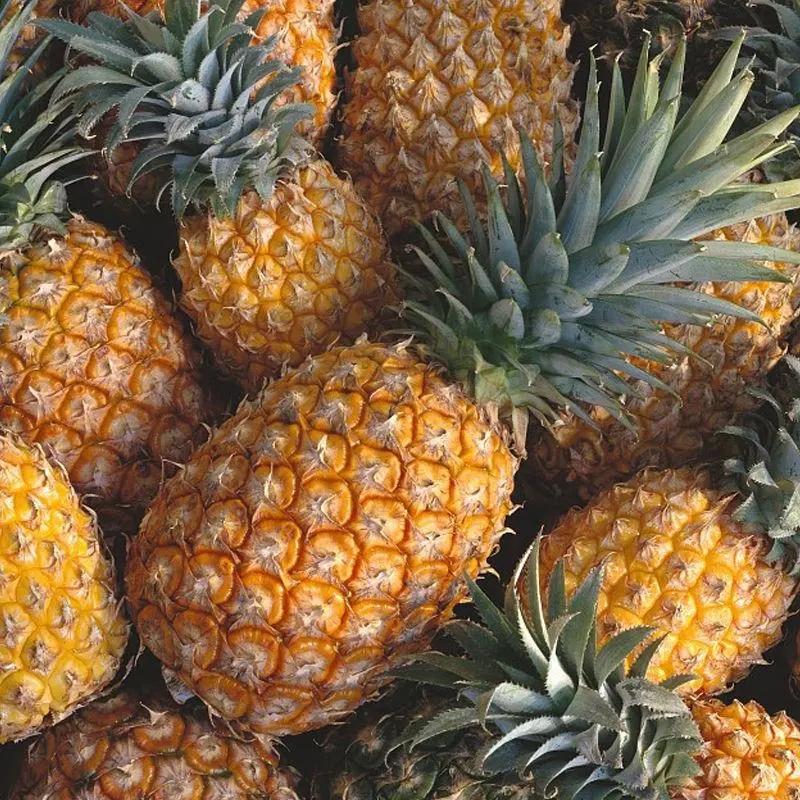 【精品徐闻菠萝】精品好货菠萝，对接批发商，批发市场，质量保证