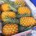 【精品徐闻菠萝】精品好货菠萝，对接批发商，批发市场，质量保证