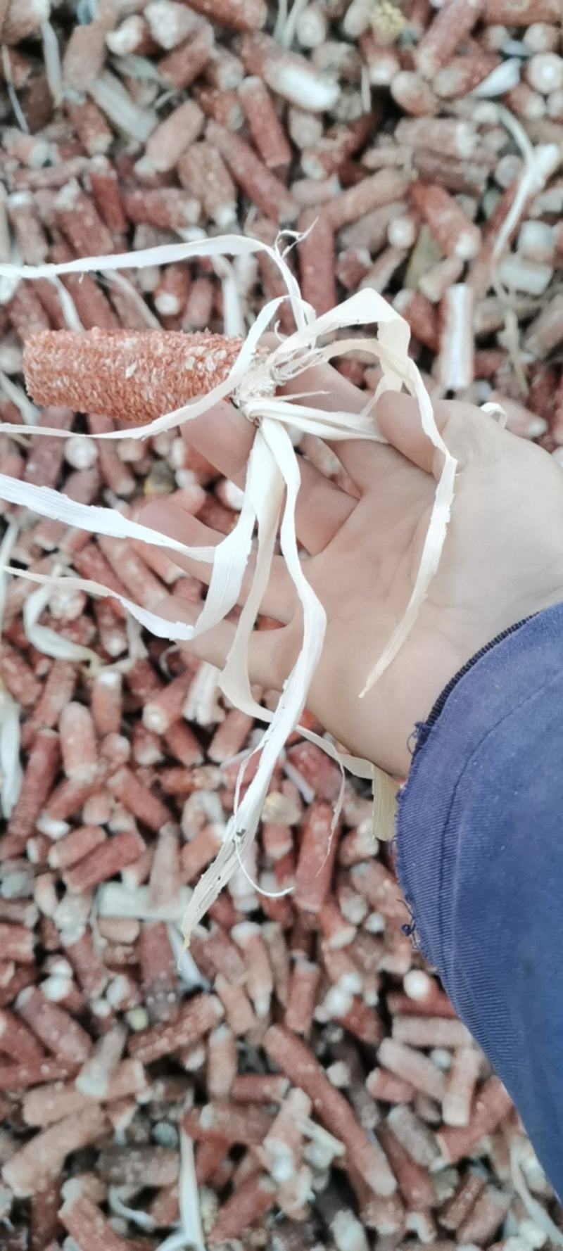 精品玉米芯玉米芯供应玉米芯诚信经营玉米芯，玉米芯颗粒