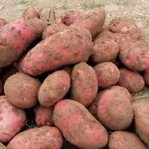 各种品种，规格土豆