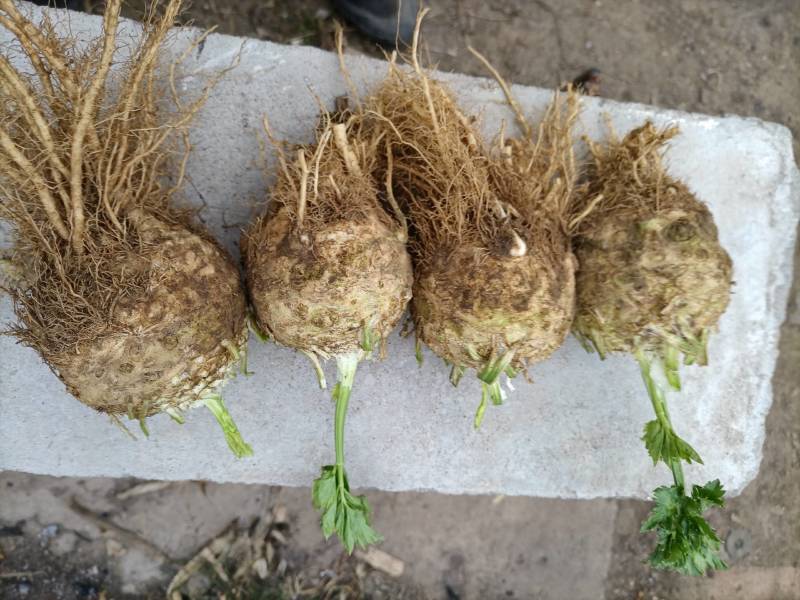 【根芹】野菜特菜全国供应味道浓郁产地直供欢迎致电