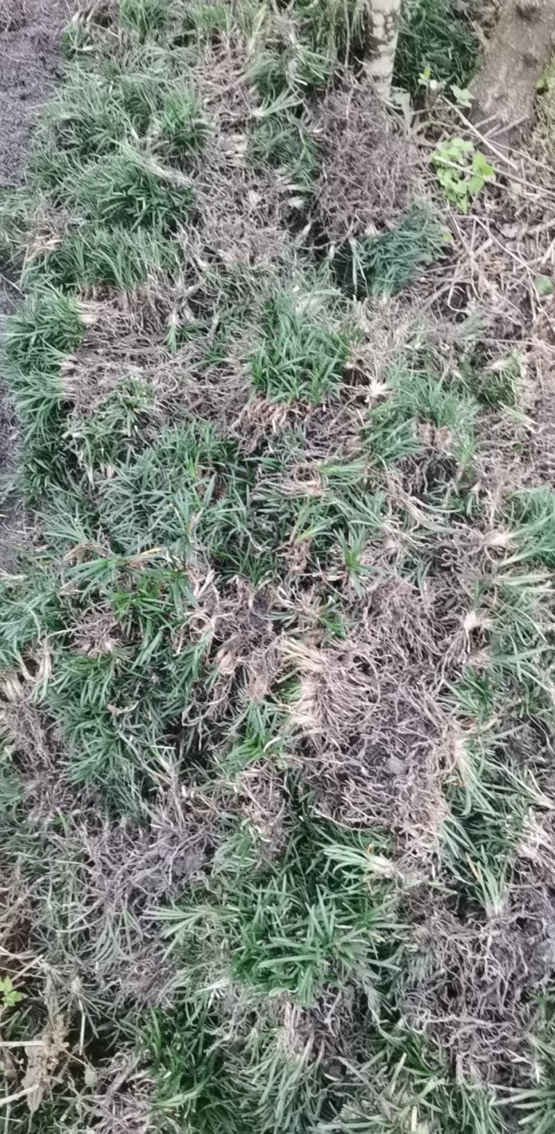 玉龙草
