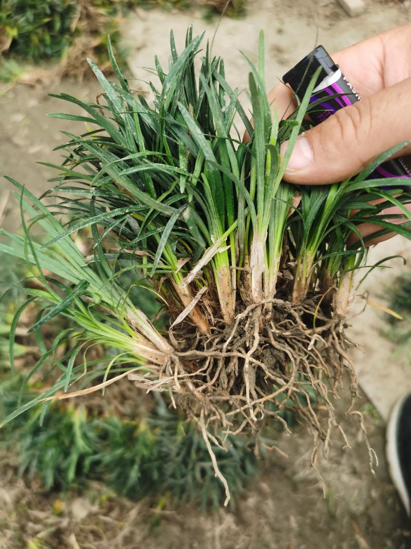 玉龙草
