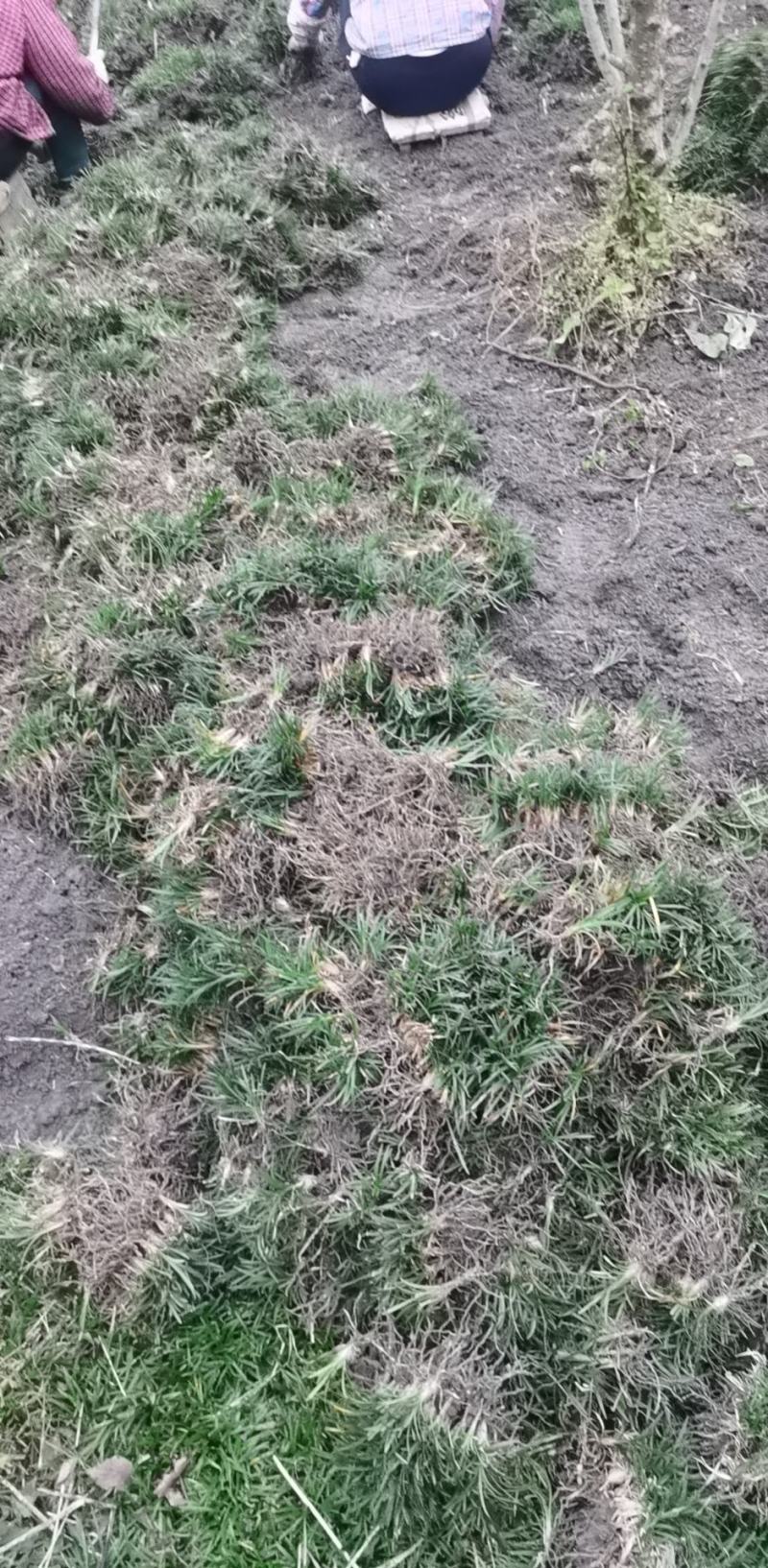 玉龙草