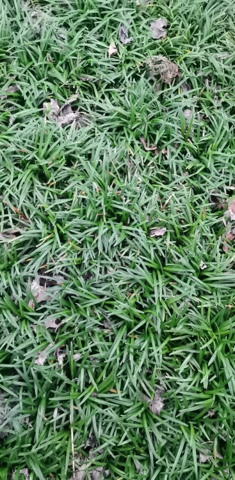 玉龙草