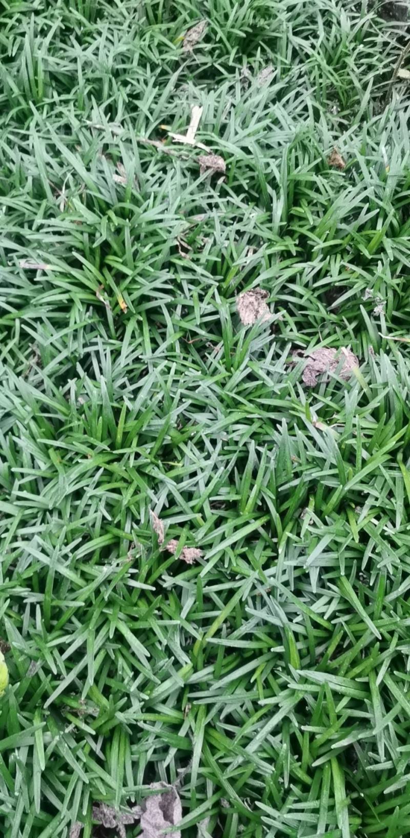 玉龙草