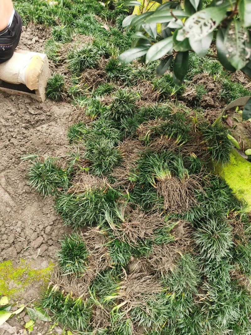 玉龙草