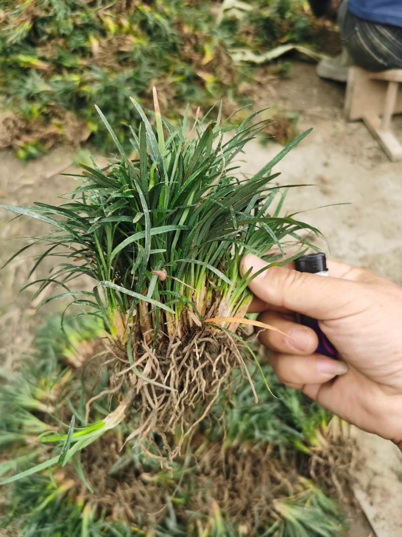 玉龙草