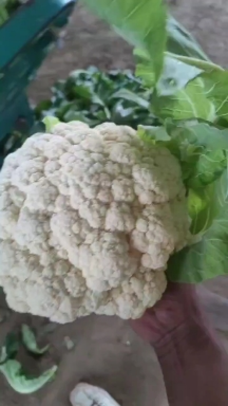 青梗白面有机花菜新鲜货质量保证货量大全国接单