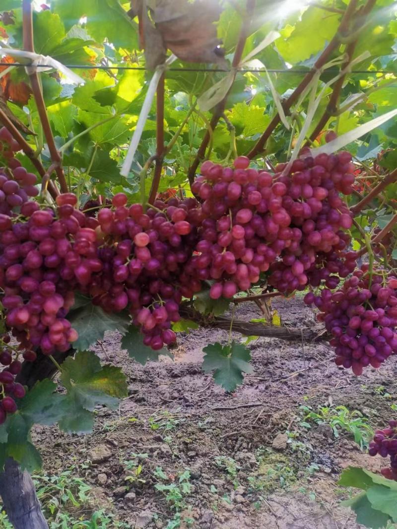 克伦生葡萄大量上市脆甜味美、