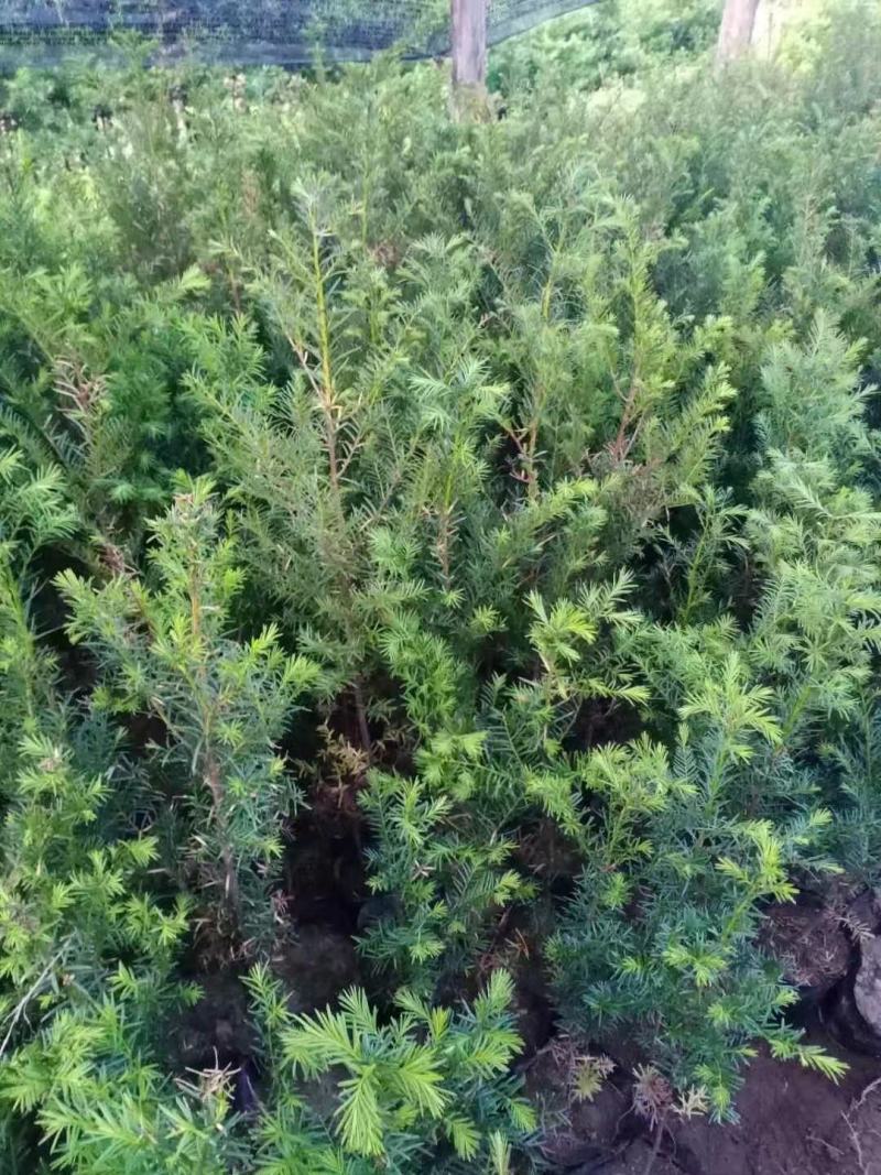 红豆杉苗，东北抗寒品基地直供，大量上市，欢迎致电