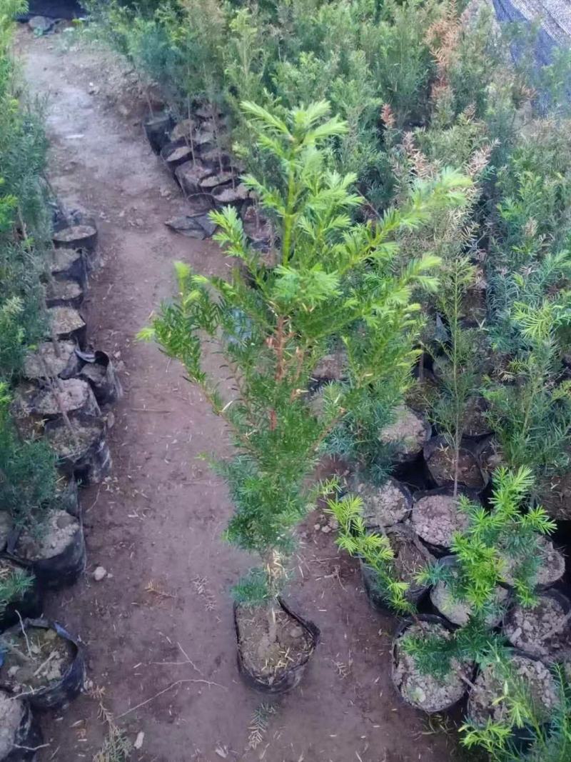 红豆杉苗，东北抗寒品基地直供，大量上市，欢迎致电