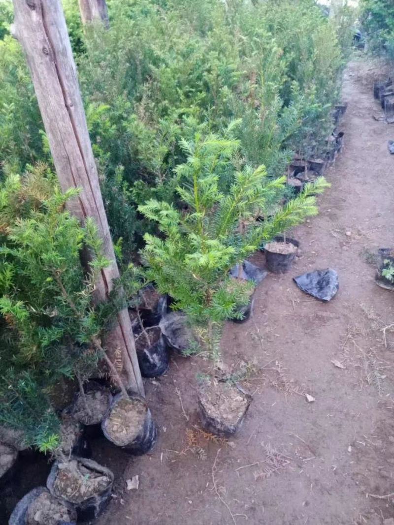 红豆杉苗，东北抗寒品基地直供，大量上市，欢迎致电