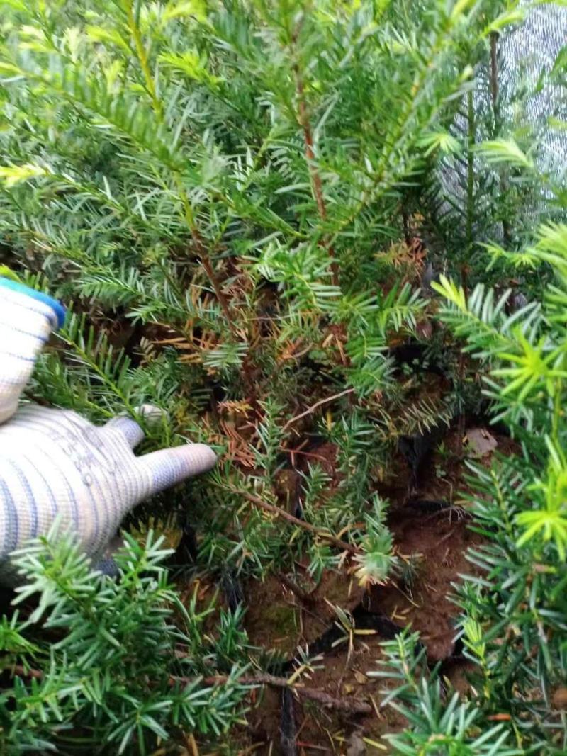 红豆杉苗，东北抗寒品基地直供，大量上市，欢迎致电