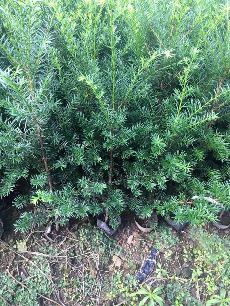 红豆杉苗，东北抗寒品基地直供，大量上市，欢迎致电
