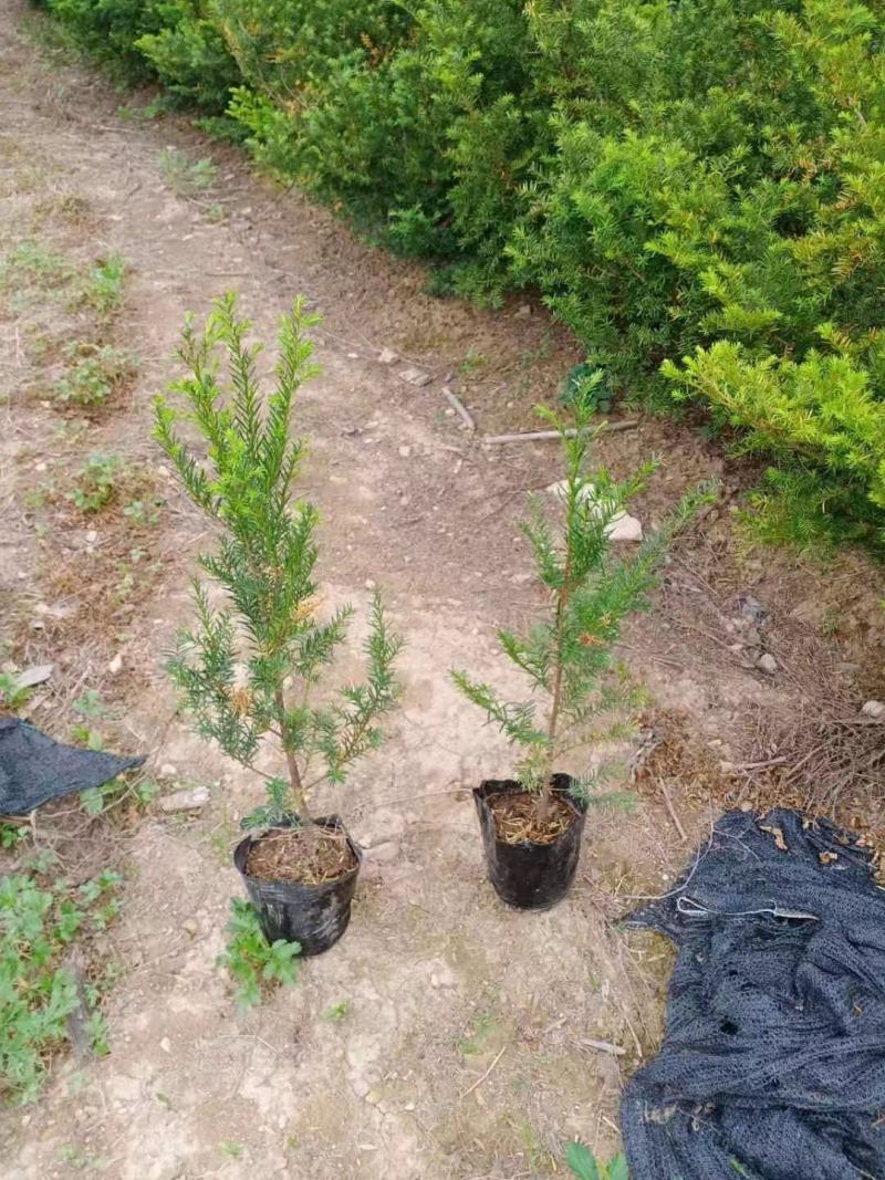红豆杉苗，东北抗寒品基地直供，大量上市，欢迎致电