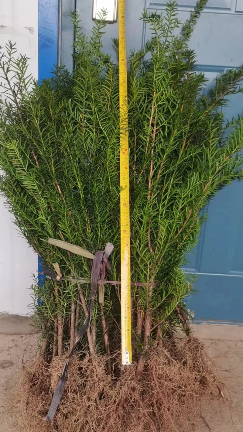 红豆杉苗，东北抗寒品基地直供，大量上市，欢迎致电