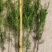 红豆杉苗，东北抗寒品基地直供，大量上市，欢迎致电