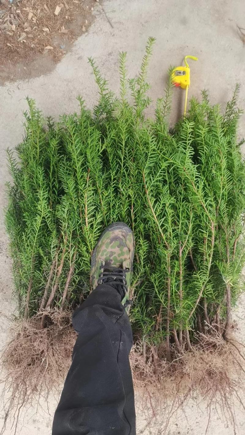 红豆杉苗，东北抗寒品基地直供，大量上市，欢迎致电