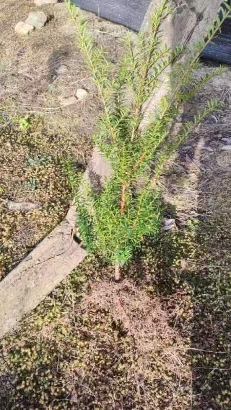 红豆杉苗，东北抗寒品基地直供，大量上市，欢迎致电