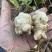 大量供应洋姜鬼子姜酱菜原料菊芋沙地洋姜