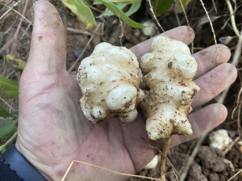 大量供应洋姜鬼子姜酱菜原料菊芋沙地洋姜