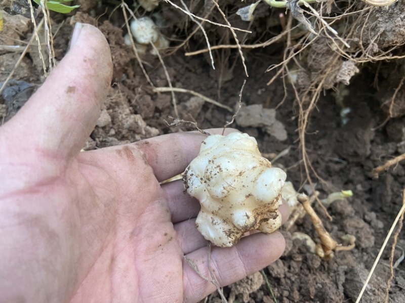 大量供应洋姜鬼子姜酱菜原料菊芋沙地洋姜