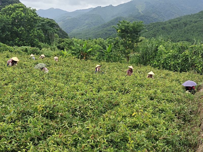 小叶千斤拔种子及药材一手货源