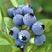 正宗东北蓝莓苗，好成活，欢迎实地考察，量大从优货源充足