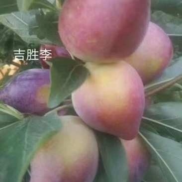 吉盛桃李树苗，**吃的抗寒品种吉盛，晚红，晚黄产地直发