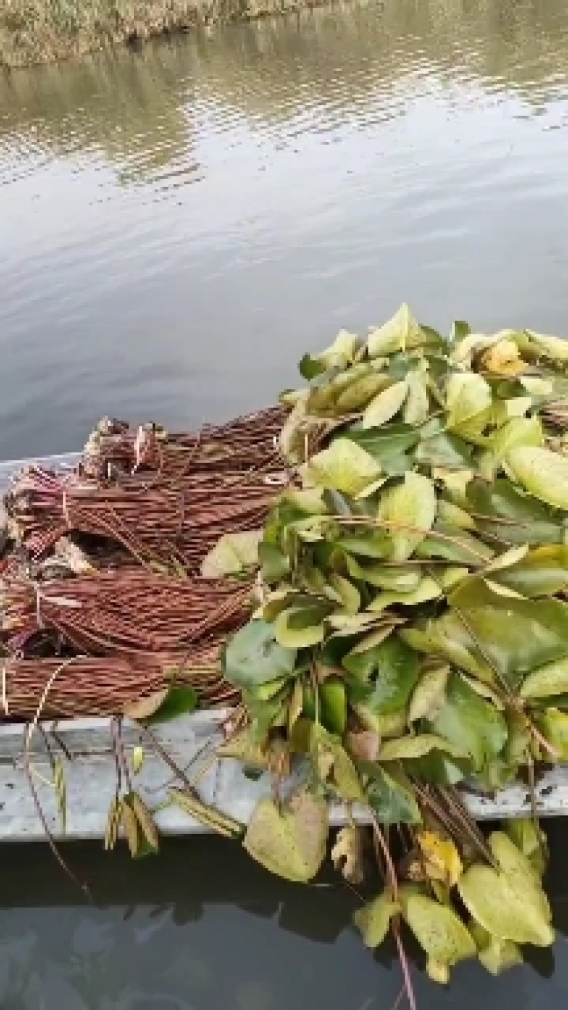 千屈菜