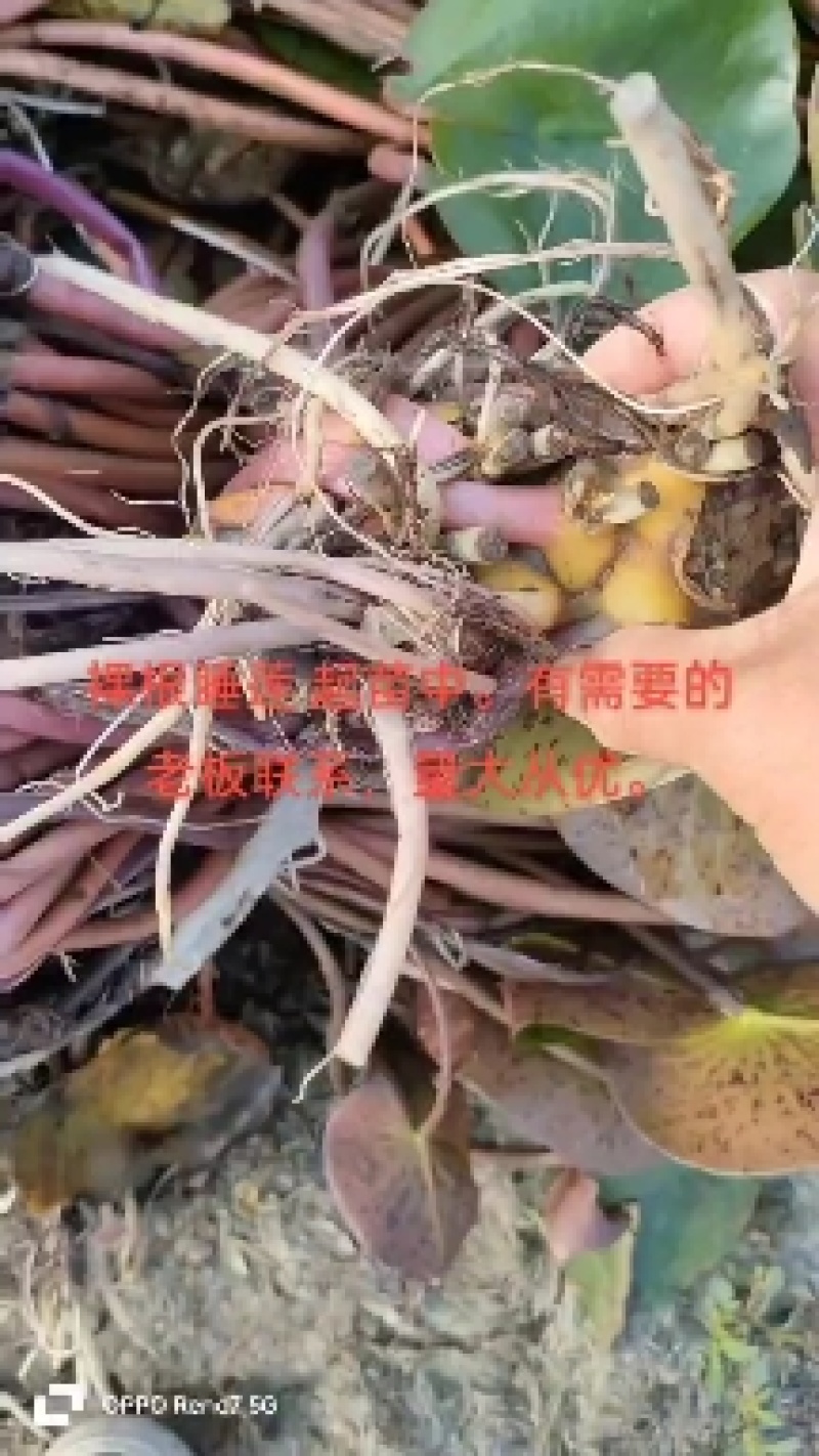 千屈菜