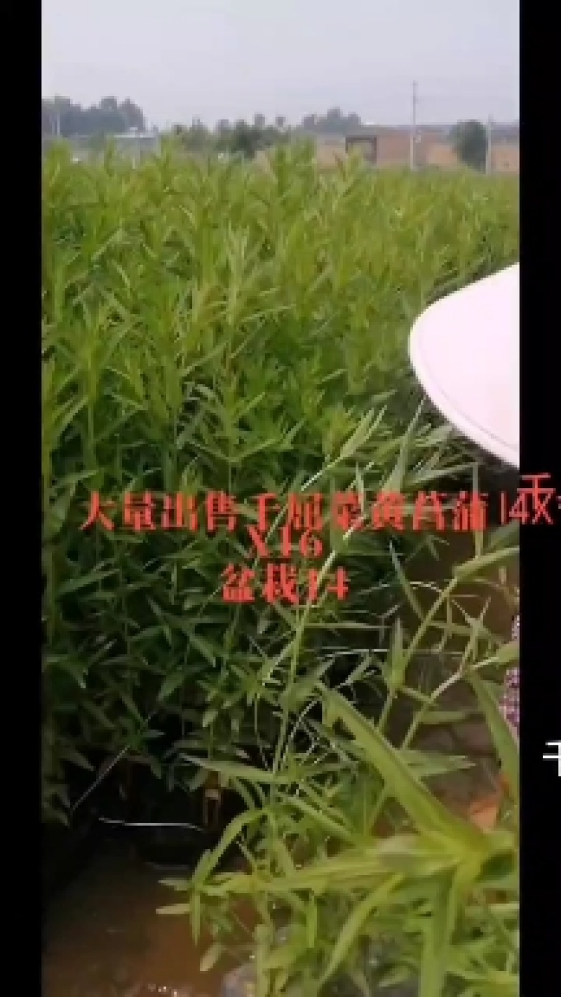 千屈菜