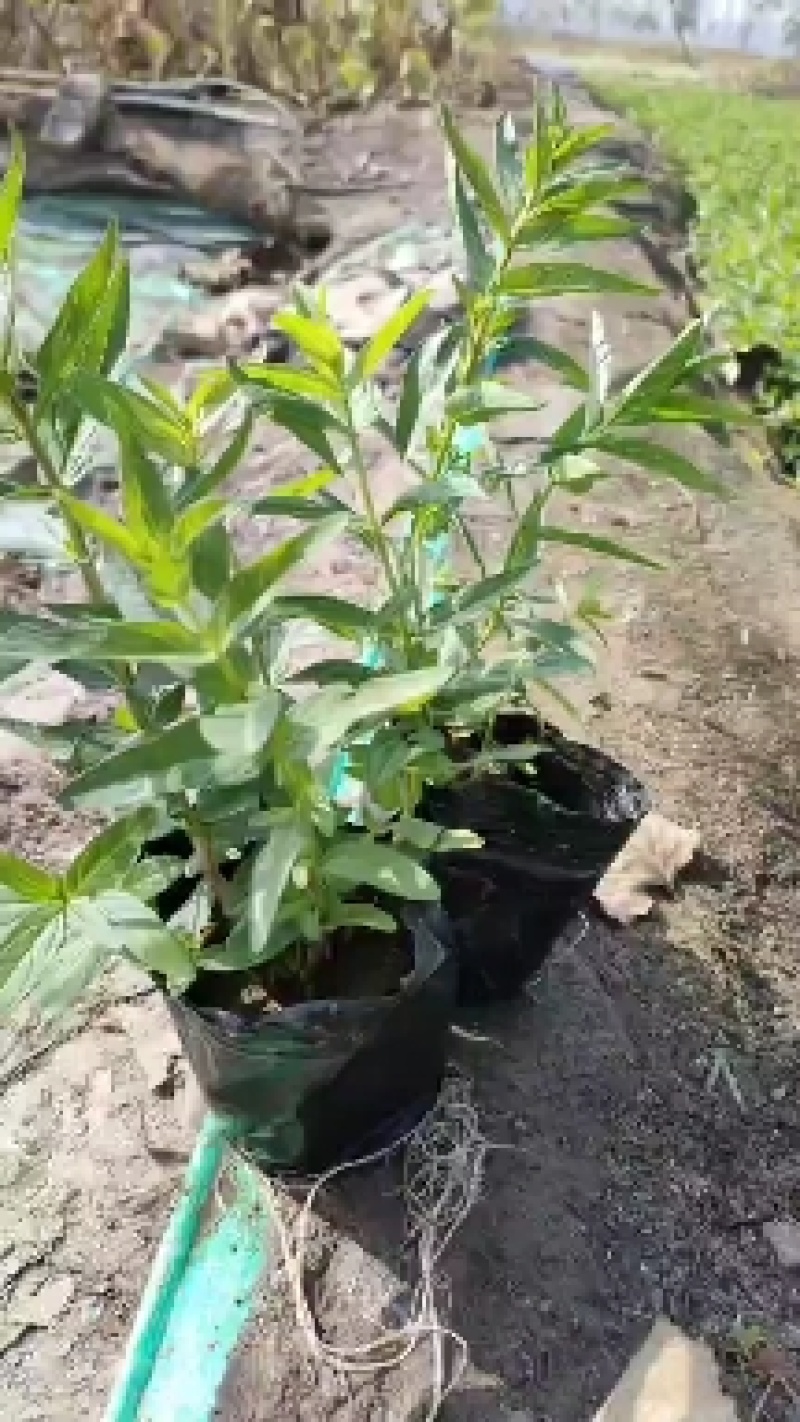千屈菜