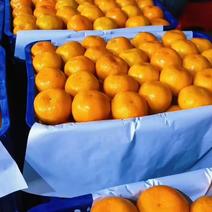 【柑橘】高山蜜桔一手货源充足量大从优，产地直发全国发货