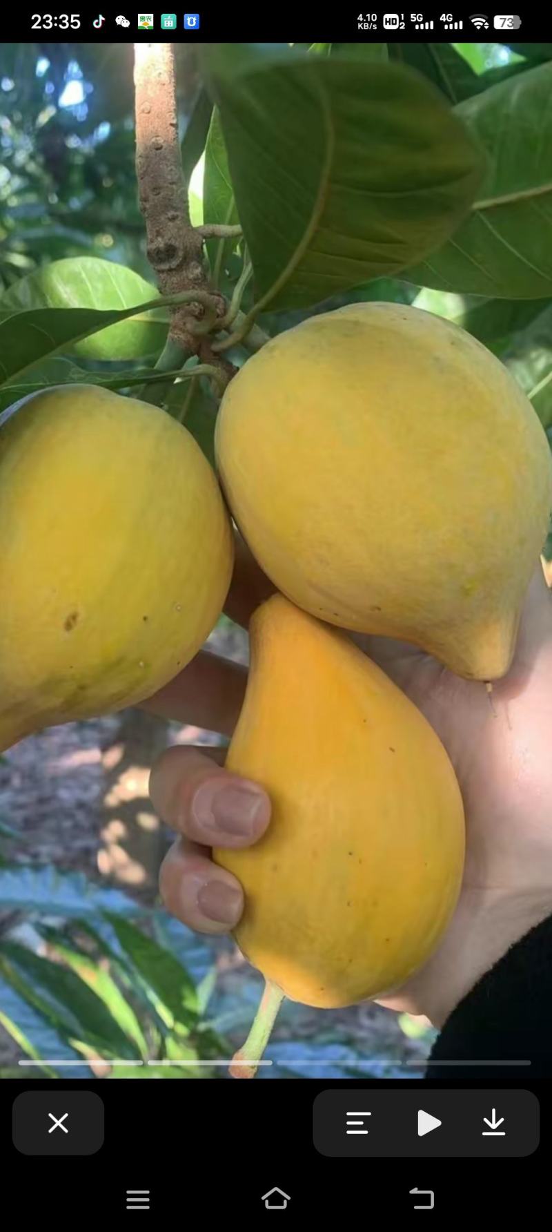 蛋黄果鸡蛋果