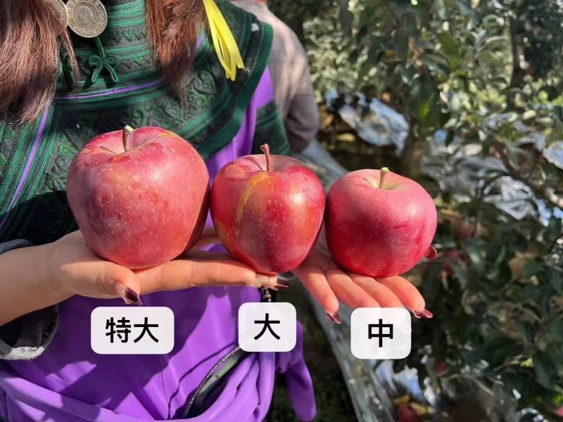 云南昭通红富士苹果，脆甜可口，欢迎选购，量大从优