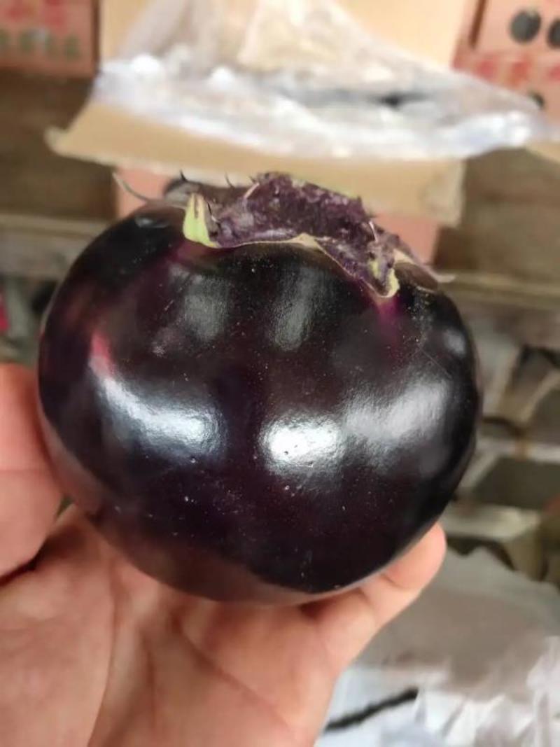 【热销】紫光圆茄基地直发可对接商超市场欢迎实地考察