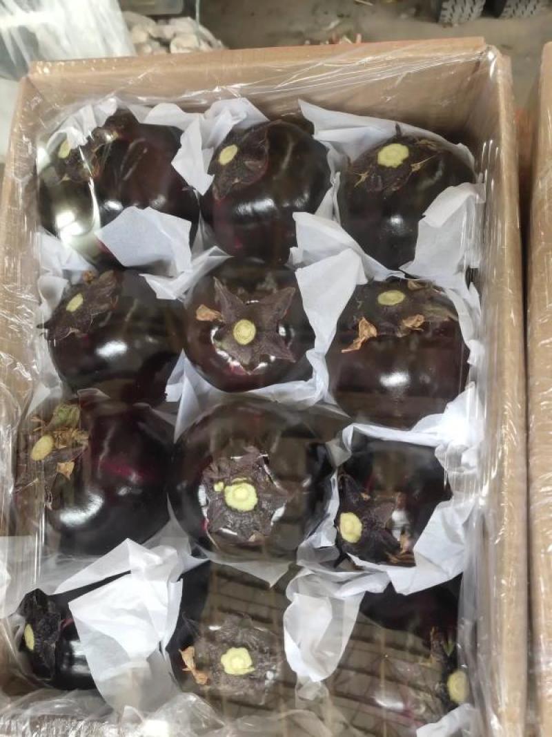 【热销】紫光圆茄基地直发可对接商超市场欢迎实地考察