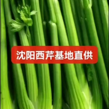 沈阳一级西芹基地直供全国，欢迎前来洽谈，实力代办一条龙服
