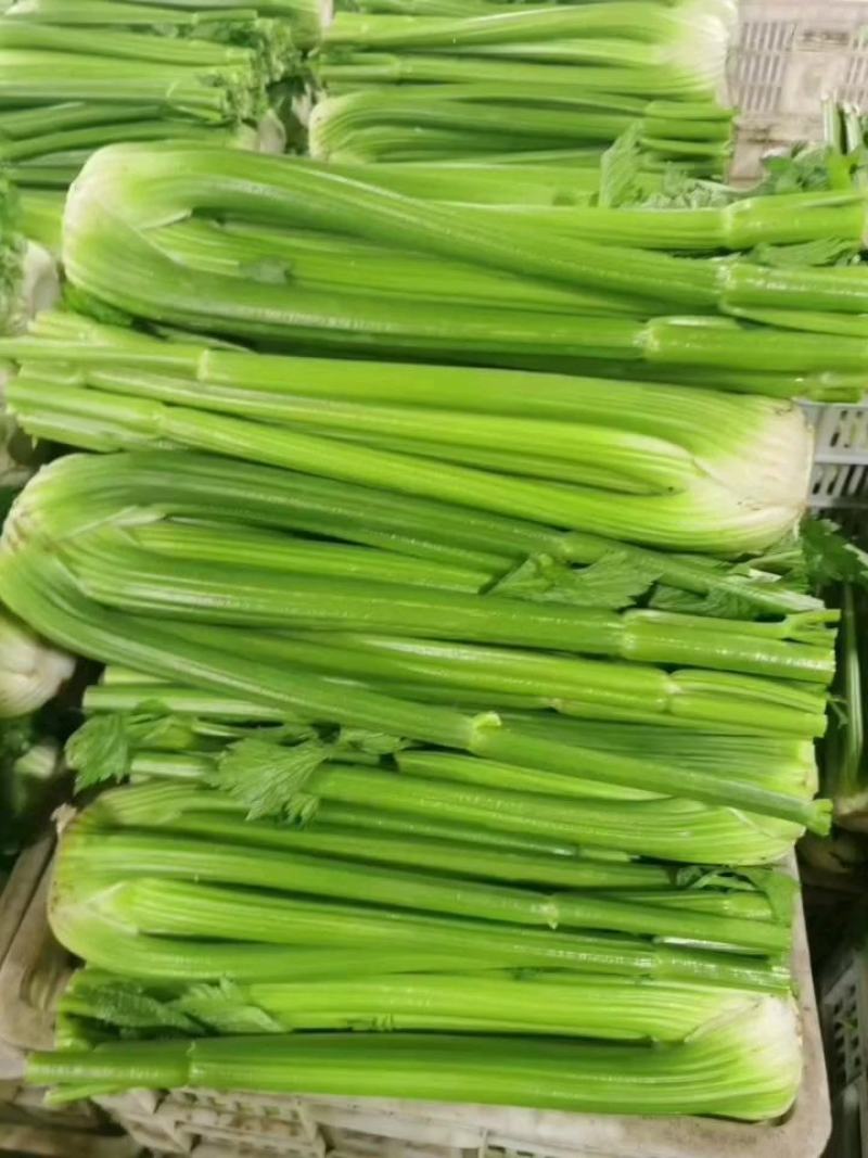 沈阳一级西芹基地直供全国，欢迎前来洽谈，实力代办一条龙服