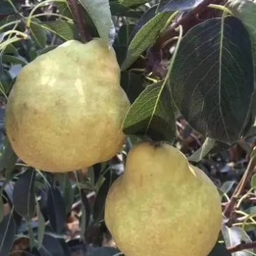 山东丑梨
