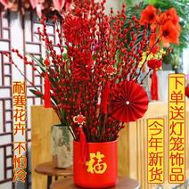 招财银柳干花真花鲜枝年宵花卉红色耐寒水培植物客厅室内装饰