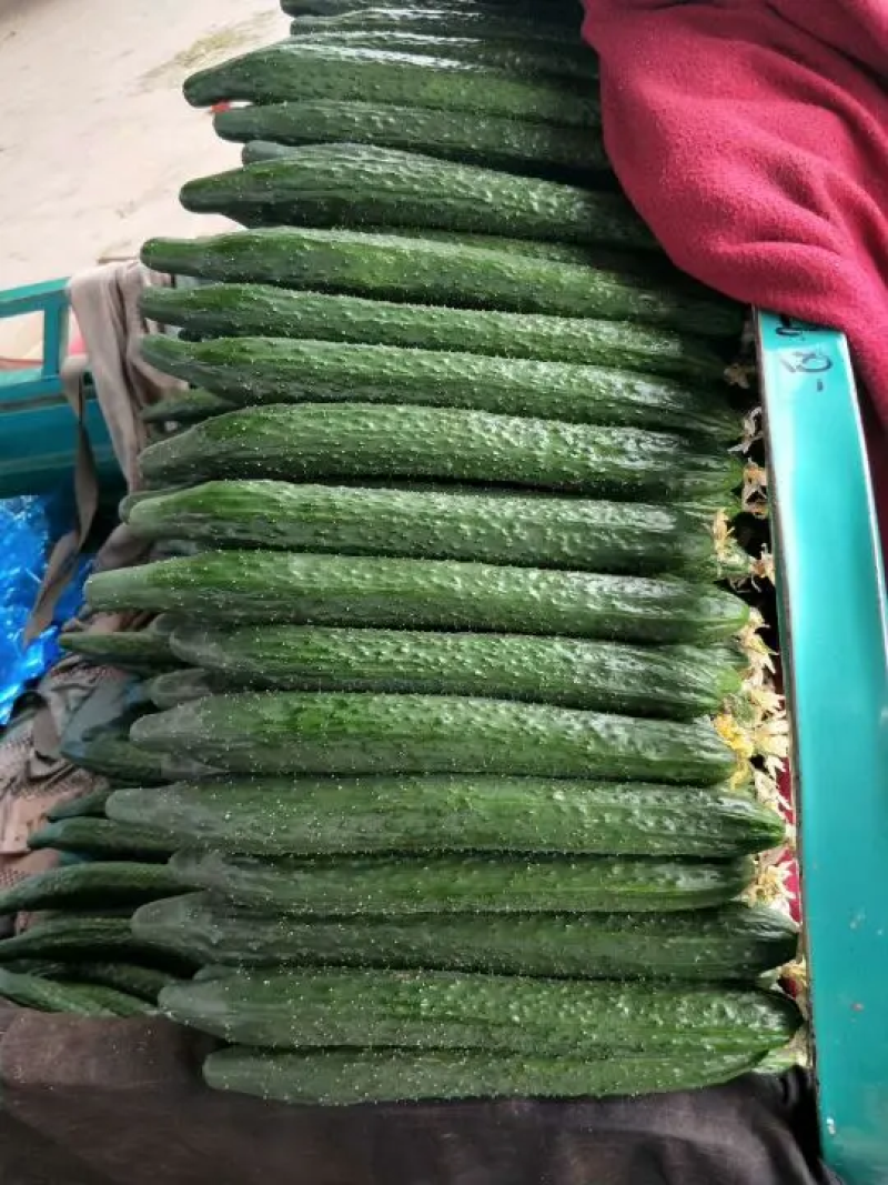 【精品】密刺黄瓜条形直顶花带刺价格优惠品质保证货源足