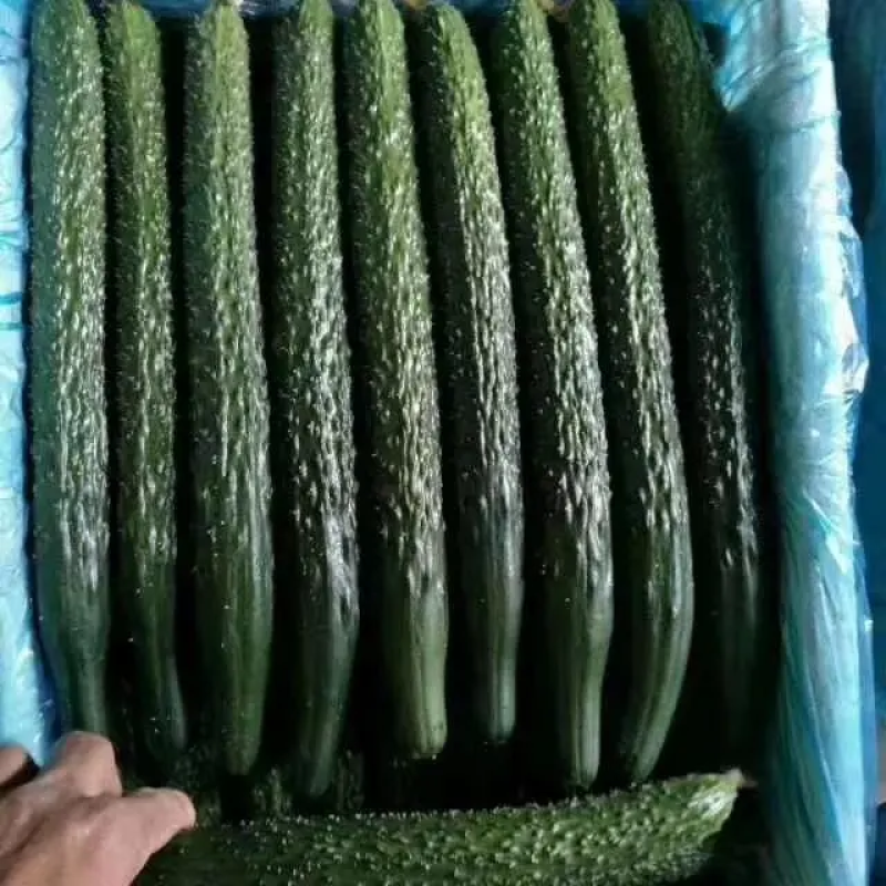 【精品】密刺黄瓜条形直顶花带刺价格优惠品质保证货源足