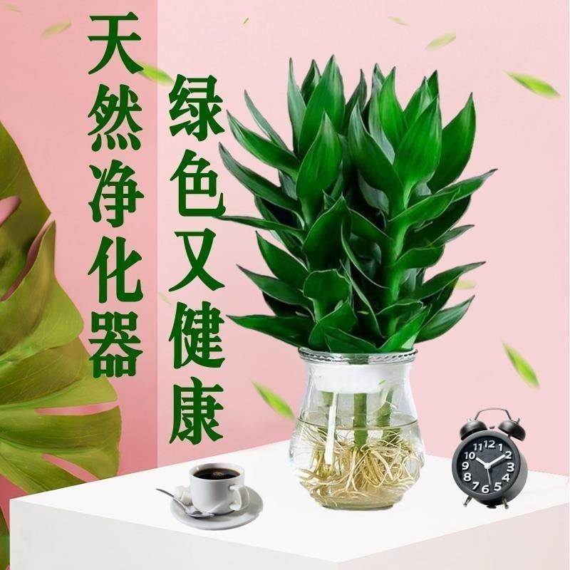 水培净化空气植物水养观音竹含玻璃瓶花卉绿植盆栽特色富贵竹