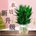 水培净化空气植物水养观音竹含玻璃瓶花卉绿植盆栽特色富贵竹