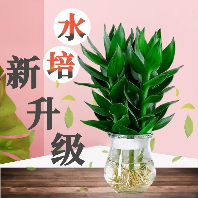 水培净化空气植物水养观音竹含玻璃瓶花卉绿植盆栽特色富贵竹